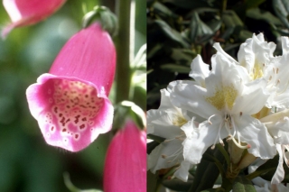 Pollenmale bei Fingerhut und Rhododendron